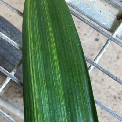 SH260 Variegated Clivia miniata