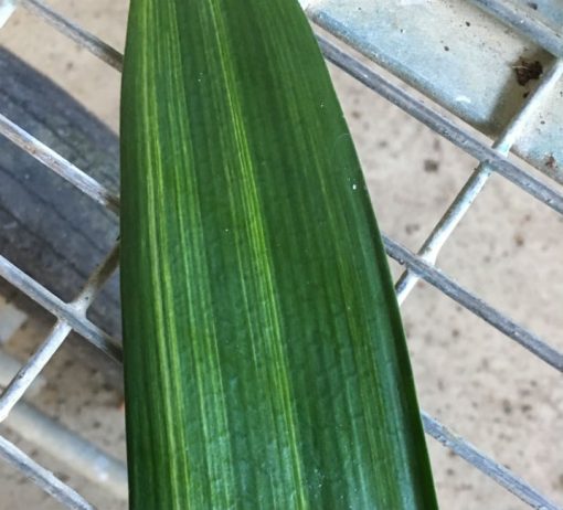 SH260 Variegated Clivia miniata