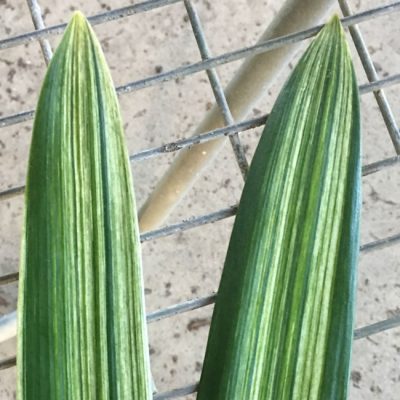 SH261 Variegated miniata