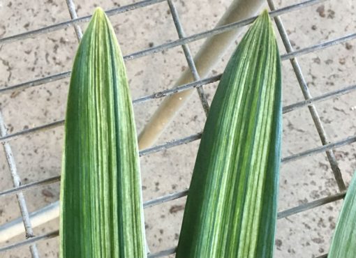 SH261 Variegated miniata