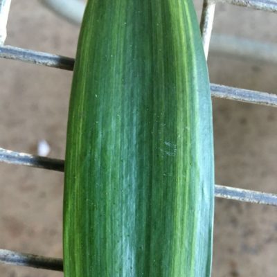 SH262 Variegated Anshan Daruma