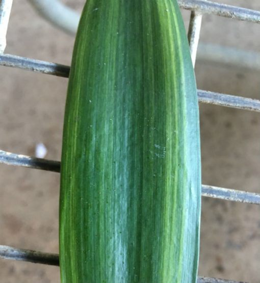SH262 Variegated Anshan Daruma