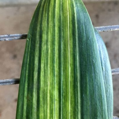 SH263 Variegated Anshan Daruma
