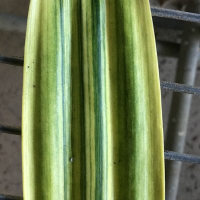 SH264 Variegated Anshan Daruma