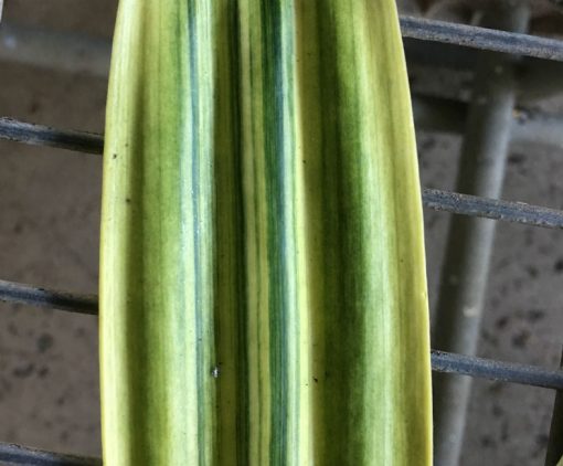 SH264 Variegated Anshan Daruma