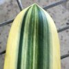 SH265 Variegated Anshan Daruma