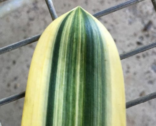 SH265 Variegated Anshan Daruma