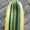 SH265 Variegated Anshan Daruma - Image 2