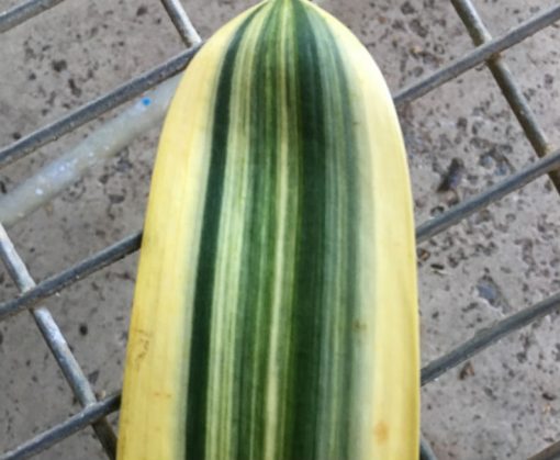 SH265 Variegated Anshan Daruma - Image 2