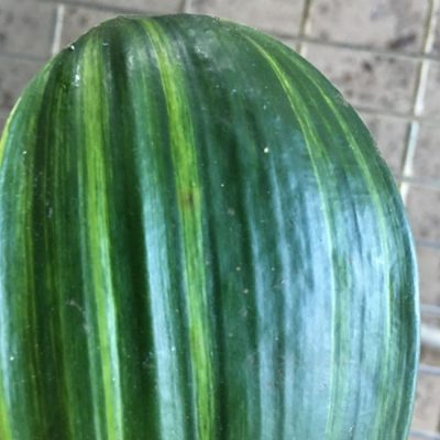 SH266 Variegated Anshan Daruma