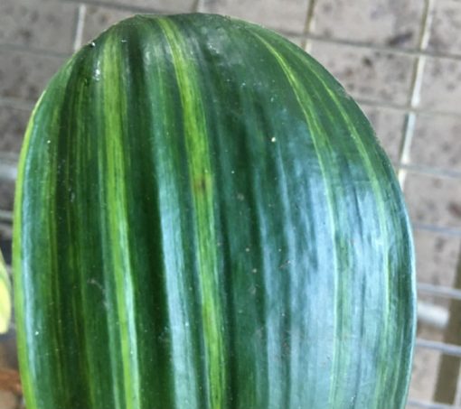 SH266 Variegated Anshan Daruma