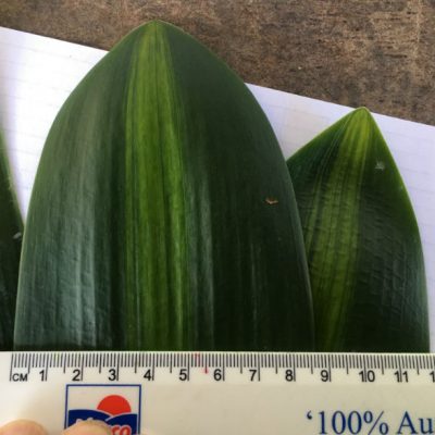 SH267 Variegated Anshan Daruma