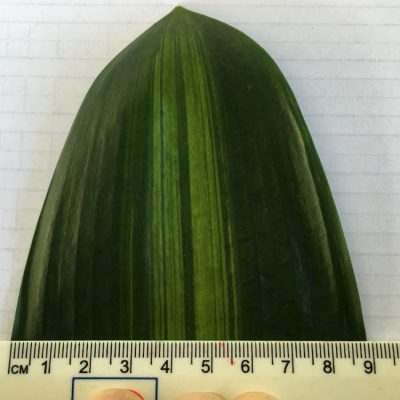SH268 Variegated Anshan Daruma