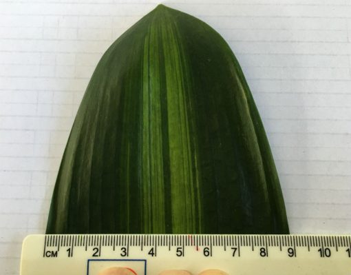 SH268 Variegated Anshan Daruma