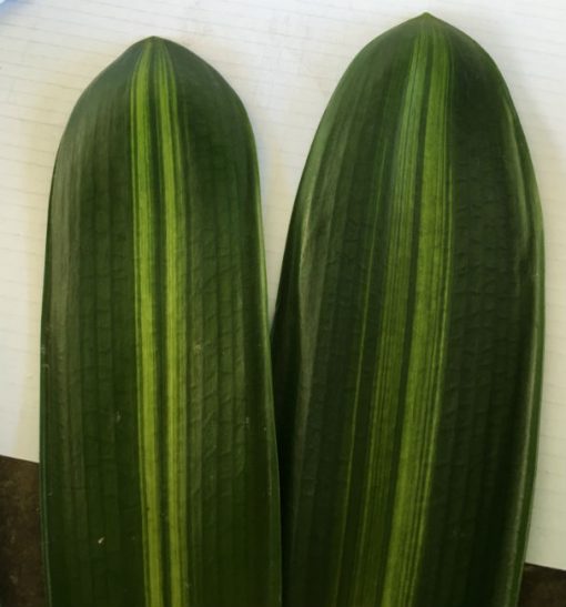 SH268 Variegated Anshan Daruma - Image 2