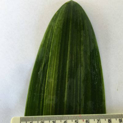 SH269 Variegated Anshan Daruma