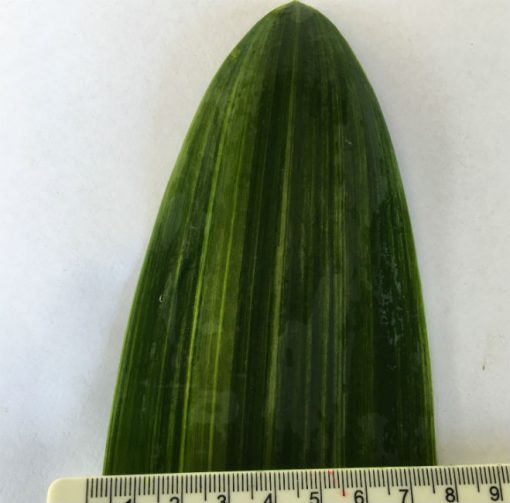 SH269 Variegated Anshan Daruma