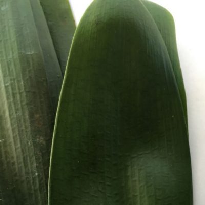 SH271 Mid Width Leaf Belgium Hybrid