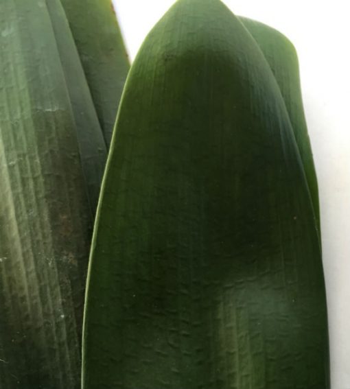 SH271 Mid Width Leaf Belgium Hybrid