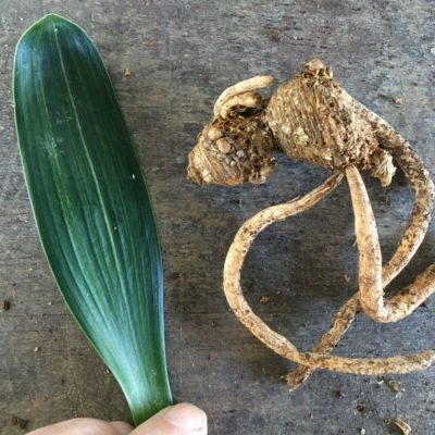 SH273 Chinese With Narrower Leaf