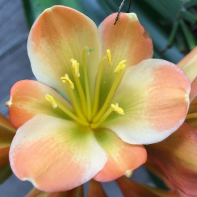 SH274 Light Green Throat Pastel