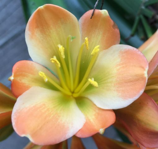 SH274 Light Green Throat Pastel