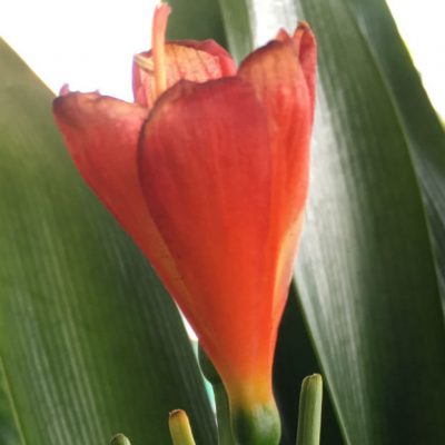 SH275 Dark Orange near red Clivia miniata