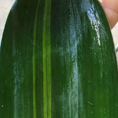 SH233 Variegated Anshan Daruma
