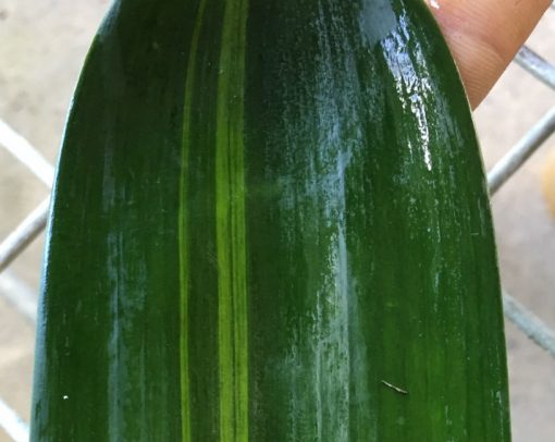 SH233 Variegated Anshan Daruma