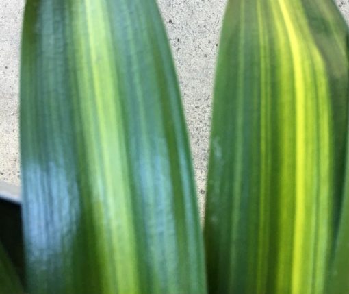 SH234 Variegated Anshan Daruma - Image 2