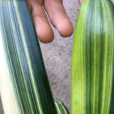 SH234 Variegated Anshan Daruma