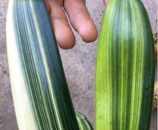 SH234 Variegated Anshan Daruma
