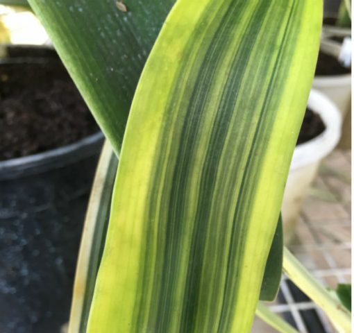 SH235 Variegated Clivia miniata - Image 4
