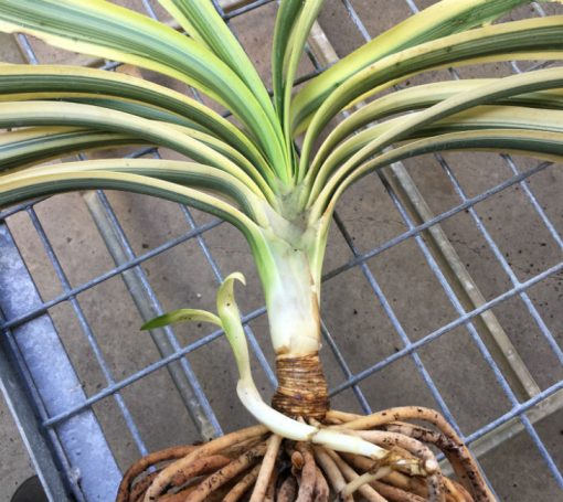 SH235 Variegated Clivia miniata - Image 2