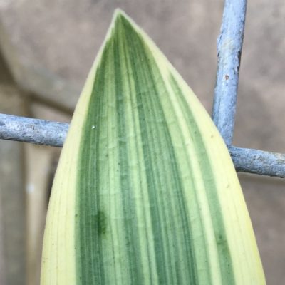 SH235 Variegated Clivia miniata