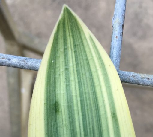 SH235 Variegated Clivia miniata