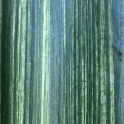 SH236 Variegated Clivia miniata