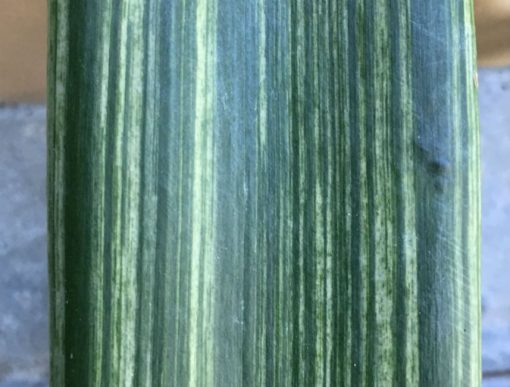 SH236 Variegated Clivia miniata