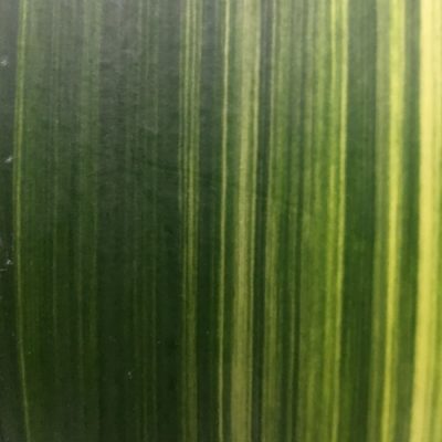 SH237 Variegated Clivia miniata