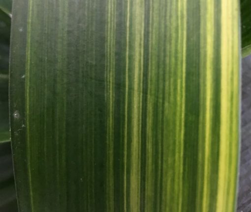 SH237 Variegated Clivia miniata