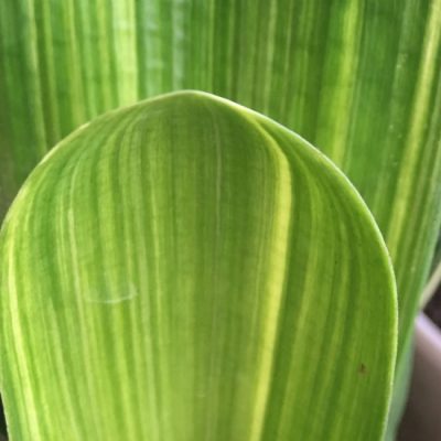 SH238 Variegated Anshan Daruma