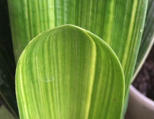 SH238 Variegated Anshan Daruma