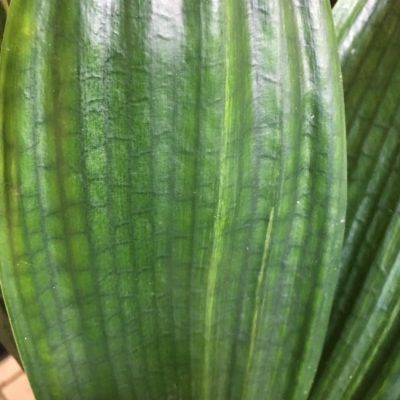 SH239 Variegated Anshan Daruma