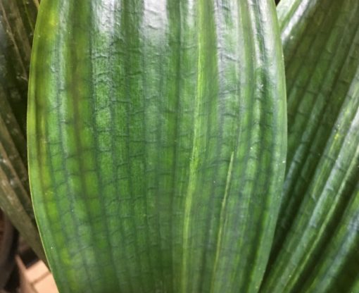 SH239 Variegated Anshan Daruma