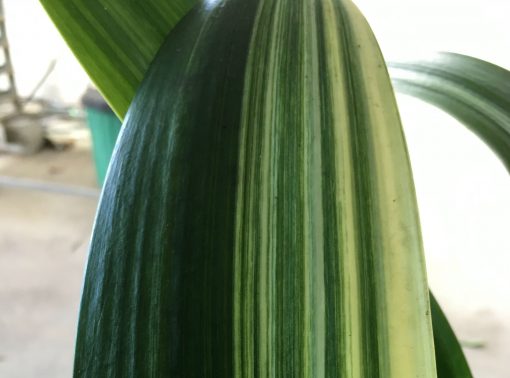 SH240 Variegate Belgium Hybrid