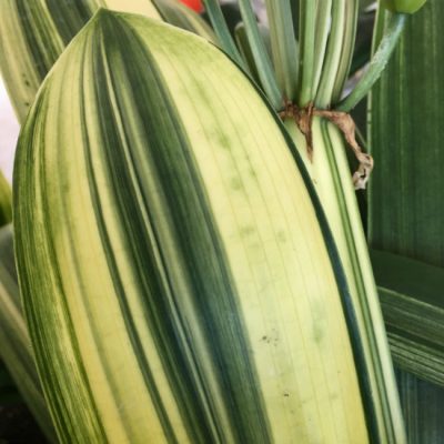 SH241 Variegated Anshan Daruma