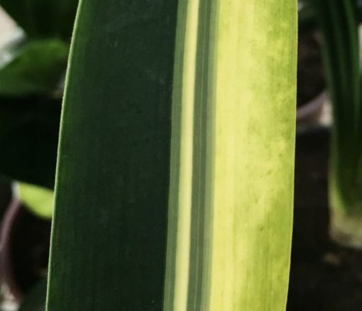 SH242 Variegated Anshan Daruma - Image 2