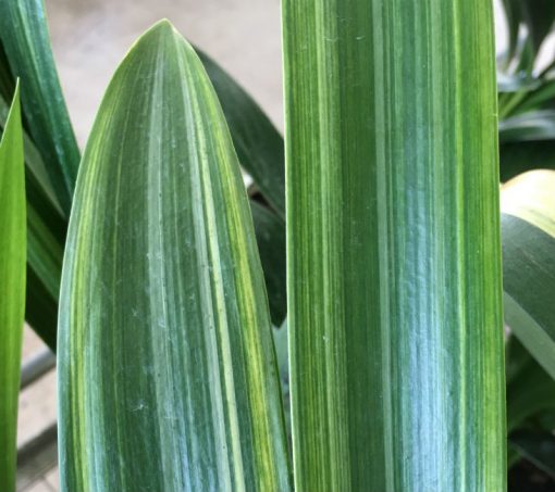 SH242 Variegated Anshan Daruma - Image 3