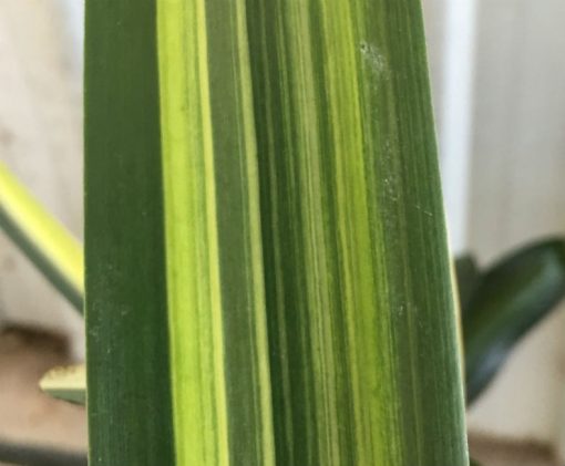 SH242 Variegated Anshan Daruma - Image 4