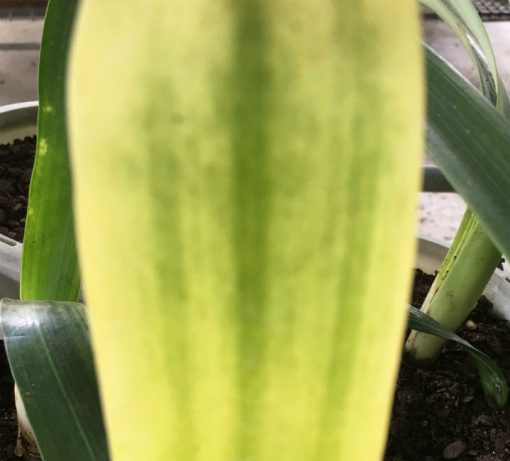 SH242 Variegated Anshan Daruma - Image 6
